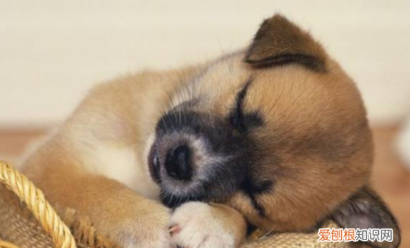 法斗为什么要和人睡，狗狗非要和主人一起睡觉