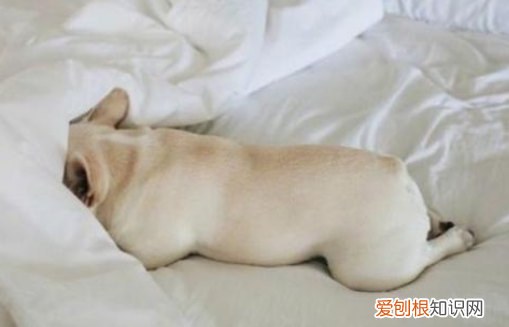 法斗为什么要和人睡，狗狗非要和主人一起睡觉