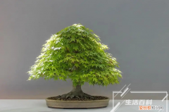 客厅摆放什么绿植最好 适合长期在室内耐阴的植物