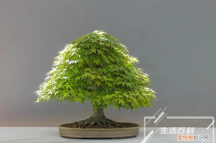 客厅摆放什么绿植最好 适合长期在室内耐阴的植物