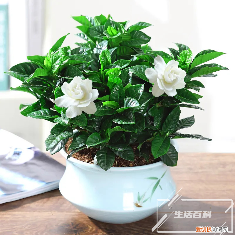 进口朱顶红种球种植方法和时间 朱顶红种球种植最佳时间