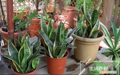 进口朱顶红种球种植方法和时间 朱顶红种球种植最佳时间