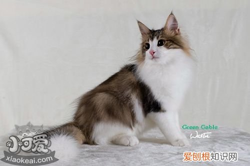 挪威森林猫抑郁症,挪威森林猫,猫,猫咪挪威森林猫