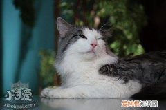 挪威森林猫血尿,挪威森林猫,猫，挪威森林什么猫