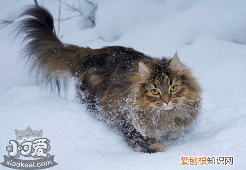 挪威森林猫咳嗽,挪威森林猫,猫,猫 挪威森林