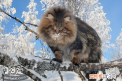 挪威森林猫咳嗽,挪威森林猫,猫，猫 挪威森林