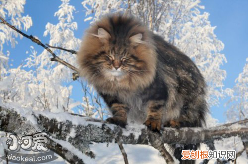 挪威森林猫咳嗽,挪威森林猫,猫,猫 挪威森林