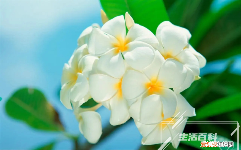 姜荷花的风水禁忌 姜荷花的风水和寓意图片