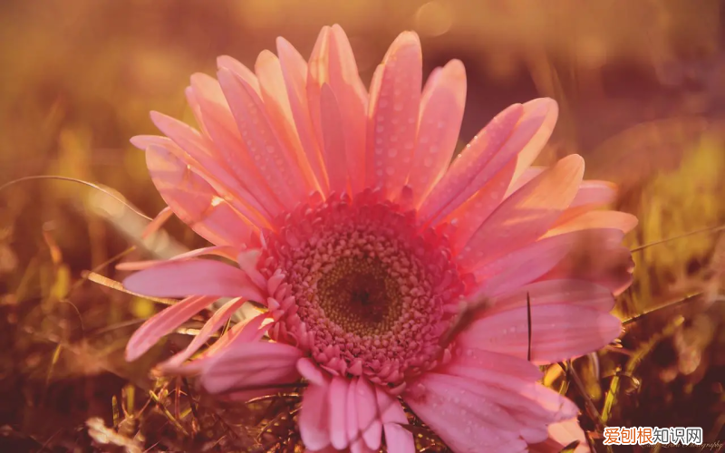 莺歌凤梨盆栽怎么养 莺歌凤梨开花图片