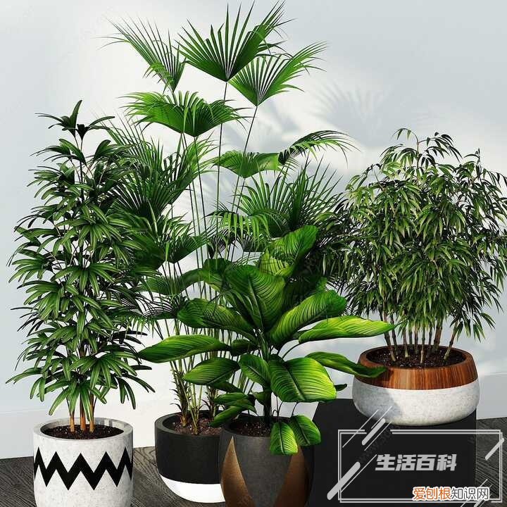 莺歌凤梨盆栽怎么养 莺歌凤梨开花图片