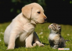 狗生完小狗还在喘气 狗狗生完宝宝一直喘气是怎么回事