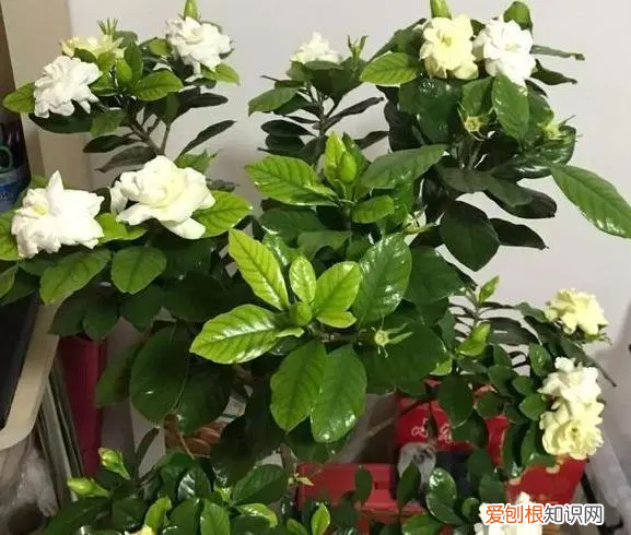 发财树怎么养才能更旺盛 客厅摆放什么绿植最好