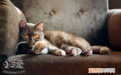 美国短毛猫流口水,美国短毛猫,猫,美国短毛猫 长毛