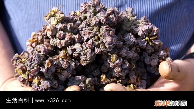 sgn中文是什么意思 sgn是什么的缩写