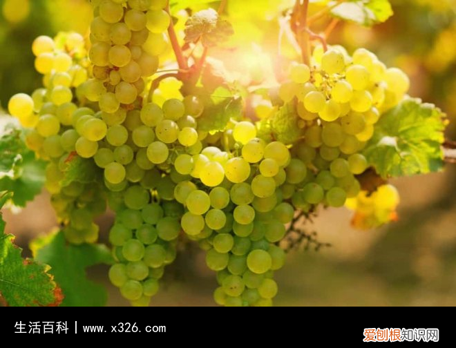 sgn中文是什么意思 sgn是什么的缩写