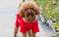 两个月的泰迪怎么看是什么体? 5个月泰迪怎么看大小体