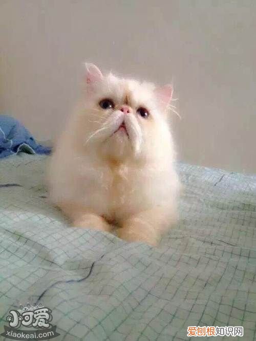 喜马拉雅猫皮肤病,喜马拉雅猫,猫，皮肤病的猫