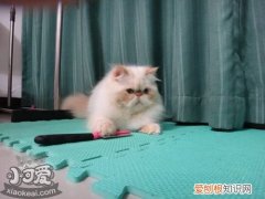 喜马拉雅猫尿结石,喜马拉雅猫,猫，猫得了尿结石特征