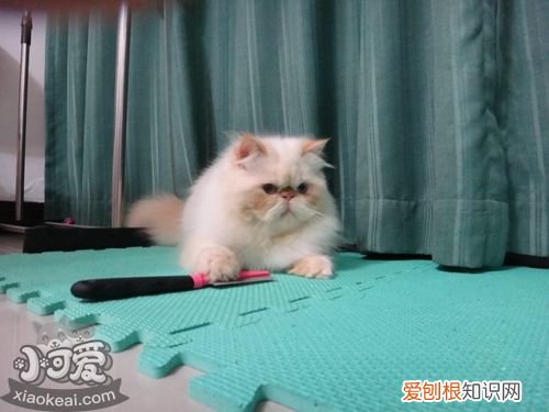 喜马拉雅猫尿结石,喜马拉雅猫,猫，猫得了尿结石特征