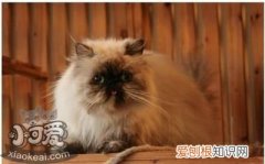 喜马拉雅猫咳嗽,喜马拉雅猫,猫，猫好像哮喘一样咳嗽