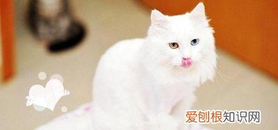 喜马拉雅猫咳嗽,喜马拉雅猫,猫，猫好像哮喘一样咳嗽