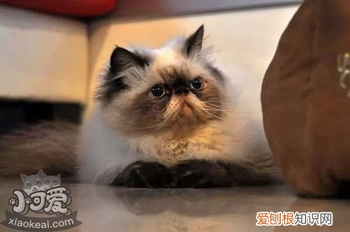 喜马拉雅猫遗传疾病,喜马拉雅猫,猫，喜马拉雅猫容易生病吗