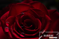 玫瑰花醒花方法 玫瑰花醒花到什么程度