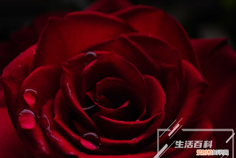 玫瑰花醒花方法 玫瑰花醒花到什么程度