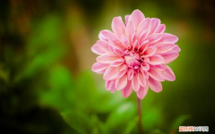 蓝铃花的功效与作用 蓝铃花怎么养