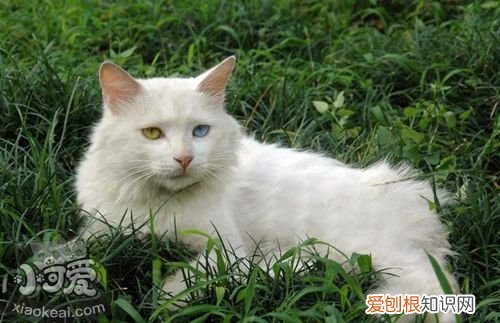 山东狮子猫有血尿,山东狮子猫,猫，山东狮子猫 体重