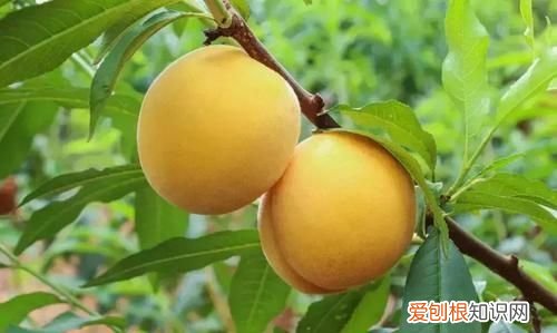 鲜黄桃上市了吗 黄桃大量上市,你真的会吃吗
