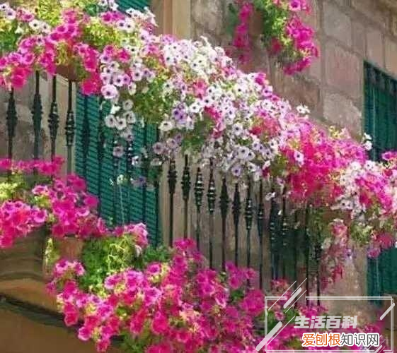 勿忘我的种植方法和注意事项 勿忘我的种植条件和种植方法