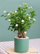 勿忘我的种植方法和注意事项 勿忘我的种植条件和种植方法