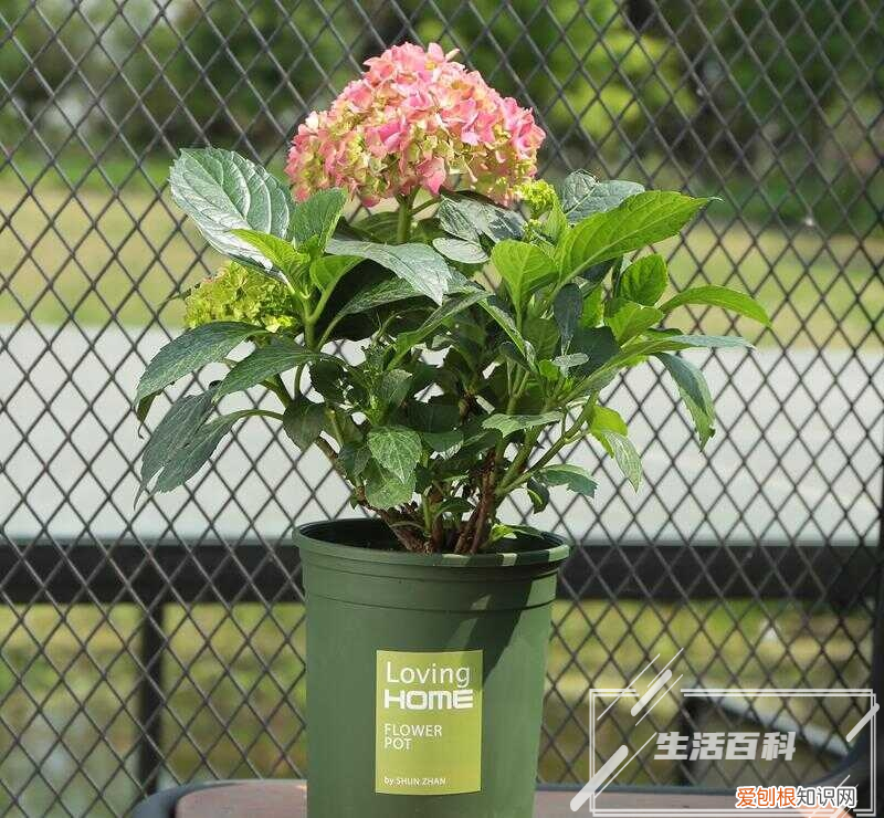 宿根太阳花什么时候开花 宿根太阳花怎样繁殖