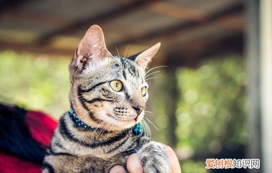 猫能不能喷酒精 猫可不可以喷酒精
