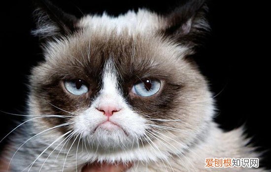 猫喜不喜欢吃苦味东西怎么回事 猫喜不喜欢吃苦味东西?