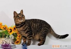 狸花猫口炎,中国狸花猫,猫，狸花猫狂犬病