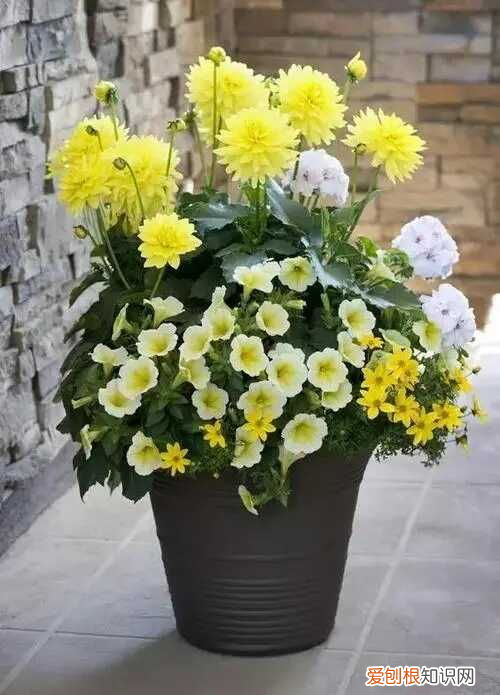 松树长什么样子图片 柏树长什么样子图片