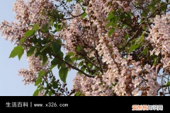 泡桐花的花语及代表意义为什么 泡桐花的花语