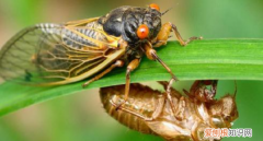 真正的科学精神是什么，法布尔科学精神的具体有哪些