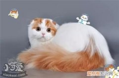 褴褛猫生病,褴褛猫,猫，褴褛猫是什么猫