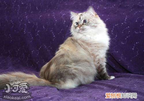 褴褛猫肠胃炎,褴褛猫,猫,褴褛猫幼猫