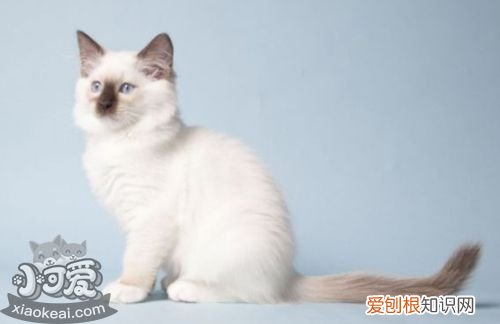 褴褛猫尿路感染,褴褛猫,猫，猫尿路感染表现