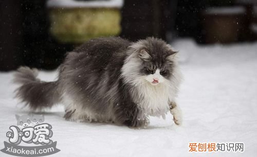 缅因猫,猫咪肚子胀气,猫,猫胃肠道胀气
