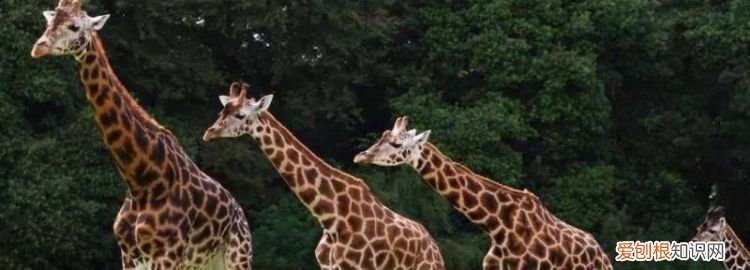 为什么长颈鹿的脖子那么长十万个为什么 为什么长颈鹿的脖子那么长呢