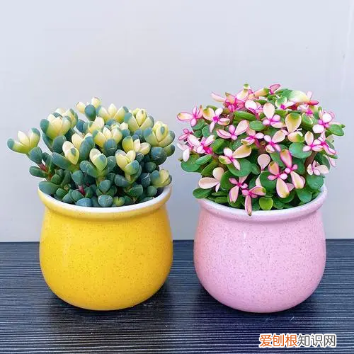 露薇花&anchor=植物养护 露薇花养殖方法有哪些