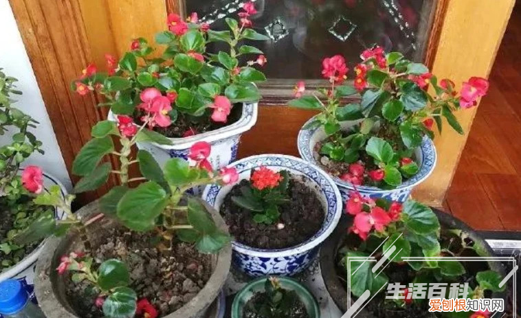 露薇花&anchor=植物养护 露薇花养殖方法有哪些