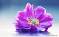 君子兰正确养护方法是什么 君子兰正确养护方法图片