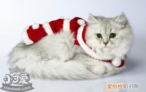 褴褛猫发烧,褴褛猫,猫,褴褛猫幼猫