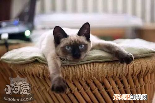 暹罗猫驱虫,暹罗猫,猫，暹罗猫体外驱虫